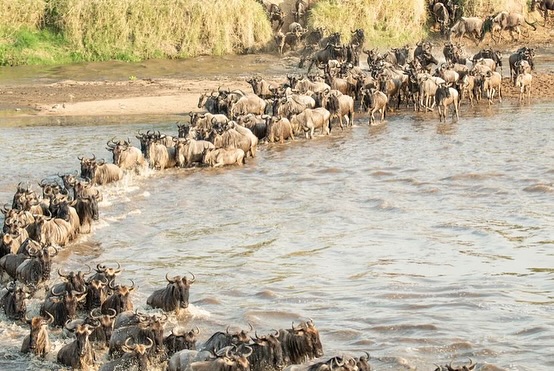 Image of wildbeest jumping into the mara river during the gret migration  in Kenya's Maasai Mara
